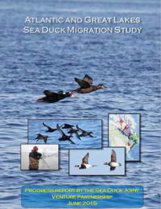 Atlantic and Great Lakes Sea Duck Migration Study Progress Report June 2015 Sea Duck Joint Venture  June 30, 2015