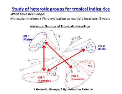 Study of heterotic groups for tropical indica rice What have been done: Molecular markers + Field evaluation at multiple locations, 5 years Details: F. Xie etc., 2014. Determination of heterotic groups for tropical