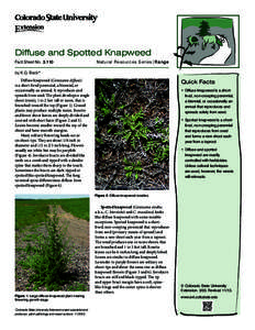 Diffuse and Spotted Knapweed Fact Sheet No.	[removed]Natu ral Resources Series| Range  by K.G. Beck*
