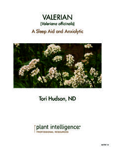 Valerian  (Valeriana officinalis) A Sleep Aid and Anxiolytic