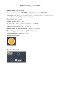 Arthrobacter sp._KM349939 Sample name: Arthrobacter sp. Accession number for 16S rRNA partial gene sequence: KM349939 Classification: Bacteria; Actinobacteria; Actinobacteridae; Actinomycetales; ! Micrococcineae; Microco