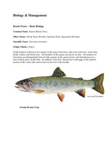 Biology & Management  Brook Trout – Basic Biology Common Name: Eastern Brook Trout Other Names: Brook Trout, Brookie, Speckled Trout, Squaretail, Red Spot Scientific Name: Salvelinus fontinalis