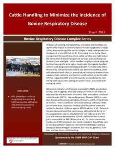 Cattle Handling To Minimize The Incidence of Bovine Respiratory Disease