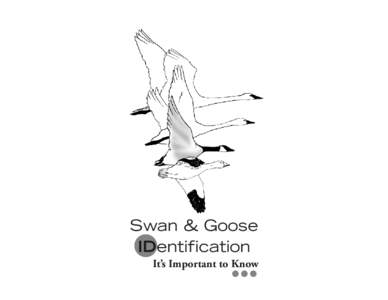 Swans / Cygnus / Geese / Snow Goose / Trumpeter / Beak / Canada Goose / Goose / Duck / Anatidae / Anseriformes / Anserinae