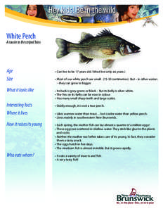 White Perch  A cousin to the striped bass Age Size