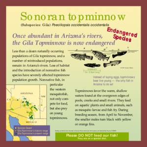 Sonoran topminnow (Subspecies: Gila) Poeciliopsis occidentalis occidentalis Endan gered Once abundant in Arizona’s rivers, Specie
