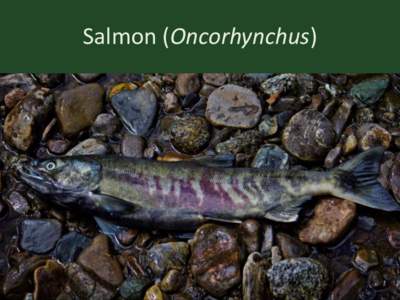 Salmon (Oncorhynchus)  There are 5 Types of Salmon in the Pacific • Chum/Dog (keta) • Sockeye/Red (nerka) • King/Chinook (tshawytscha)