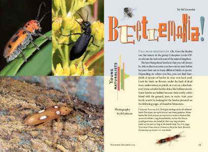 Beetle / Cicindela sexguttata / Rove beetle / Insect / Silphidae / Woodboring beetles / Histeridae / Dermestidae / Phyla / Protostome / Taxonomy