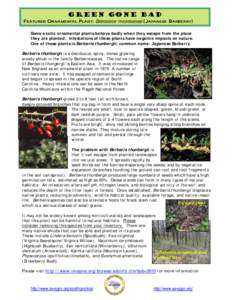 Botany / Berberis / Flora of North America / Medicinal plants / Physocarpus opulifolius / Ilex verticillata / Berberidaceae / Physocarpus / Flora of the United States / Berberis thunbergii / Berries