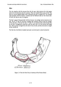 Observation and Analysis Method for Human Bones  Chap. 4 Postcranial Skeleton / Ribs Ribs The ribs, together with the sternum form the rib cage, which protects the vital organs