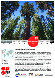 © Simon Tunbridge  Amazing Species: Giant Sequoia The Giant Sequoia, Sequoiadendron giganteum, is listed as Endangered on the IUCN Red List of Threatened SpeciesTM. This species is endemic to California in the United St