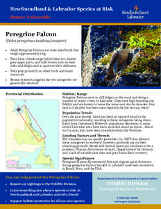 Newfoundland & Labrador Species at Risk Status: Vulnerable Peregrine Falcon (Falco peregrinus tundrius/anatum) 