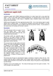 Lightbrown apple moth (SA)