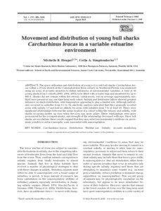 Shark / River shark / Euryhaline / Carcharhinus / Fish / Carcharhinidae / Bull shark