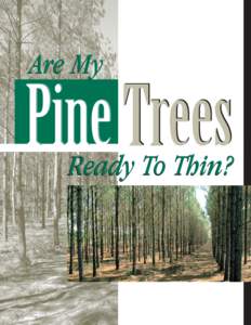 P2260 Are My Pine Trees Ready To Thin?