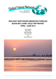 RED KNOT NORTHWARD MIGRATION THROUGH BOHAI BAY, CHINA, FIELD TRIP REPORT APRIL - JUNE 2014 Chris Hassell Adrian Boyle Matt Slaymaker
