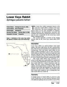 Lower Keys Rabbit Sylvilagus palustris hefneri