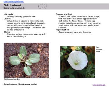 Back to identifying field weeds.  Field bindweed Convolvulus arvensis L. Life cycle