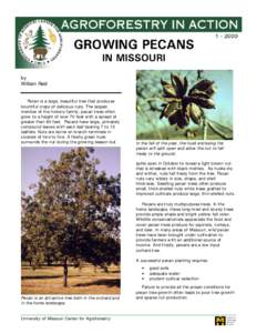 Tropical agriculture / Trees / Carya / Cuisine of the Southern United States / Pecan / Medicinal plants / Hickory / Acrobasis nuxvorella / Nut / Flora of the United States / Food and drink / Agriculture