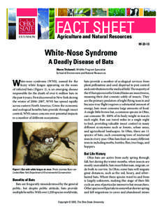 White-Nose Syndrome: A Deadly Disease of Bats