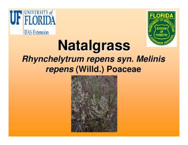 Poaceae / Melinis repens / Invasive plant species / Commelinids / Poales