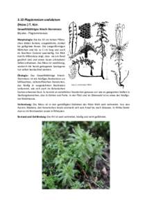 3.10 Plagiomnium undulatum (HEDW.) T. KOP. Gewelltblättriges Kriech-Sternmoos Bryales - Plagiomniaceae Morphologie: Die bis 10 cm hohen Pflänzchen bilden lockere, ausgedehnte, dunkel bis gelbgrüne Rasen. Die zungenfö