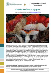 Fungus Factsheet[removed]Science Division Amanita muscaria — fly agaric Richard Robinson, Science Division, Manjimup, [removed]