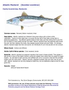 Mackerel / Oily fish / Chub mackerel / Atlantic mackerel / Sport fish / Atlantic Spanish mackerel / Blue mackerel / Fish / Scombridae / Scomber