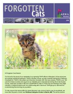 Hi Forgotten Cats friends! Our focus for this issue of our newsletter is our growing TNVR efforts in Maryland. At the same time we received additional funding for TNVR in Sussex County, we also received funding from PetS