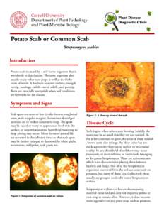 Potato / Tubers / Pesticides / Streptomyces / Soil pH / Soil / Scabies / Powdery scab / Biology / Agriculture / Botany