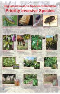 Big Island Invasive Species Committee  Priority Invasive Species Brown Treesnake (Boiga irregularis)