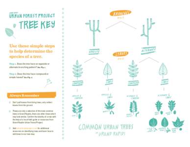Use these simple steps to help determine the species of a tree. Step 1. Does the tree have an opposite or alternate branching pattern? See Fig. 1. Step 2. Does the tree have compound or
