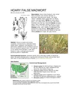 Botany / Brassicaceae / Berteroa incana / Alyssum