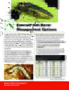 Emerald Ash Borer Management Options The emerald ash borer (EAB) is an exotic insect that is destructive to ash trees (Fraxinus species). It is considered to be one of the most destructive tree pests ever seen in North A
