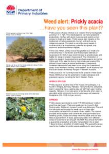 Flora of Morocco / Acacia / Excipients / Acacia pulchella / Flora / Biota / Medicinal plants