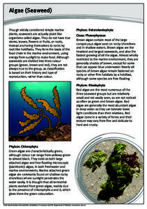 Algae (Seaweed) Though widely considered simple marine plants, seaweeds are actually plant-like organisms called algae. They do not have true stems, leaves, flowers or fruits, or roots, instead anchoring themselves to 