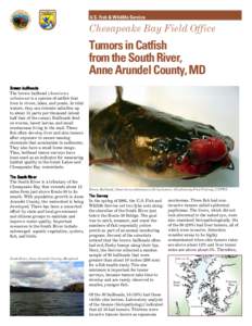 U.S. Fish & Wildlife Service  Chesapeake Bay Field Office Tumors in Catfish from the South River,