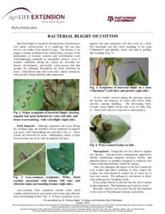 PLPA-FC010BACTERIAL BLIGHT OF COTTON Bacterial blight is caused by the bacterium, Xanthomonas citri subsp. malvacearum. It is seedborne, but can also survive on residue from infected crops. The disease is no