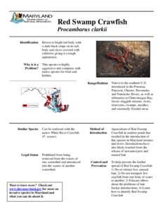 Water / Crayfish / Procambarus clarkii / Procambarus zonangulus / Procambarus / Pocomoke River / Swamp / Cambaridae / Phyla / Protostome