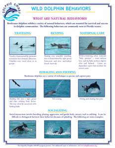 Wild Behavior Fact Sheet.indd