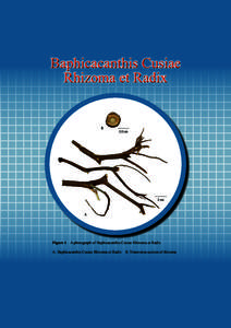 Baphicacanthis Cusiae Rhizoma et Radix