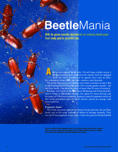PEGGY GREB (D269-1)  BeetleMania With its genes recently deciphered, an ordinary beetle goes from lowly pest to scientific star.