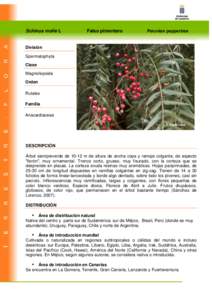 Schinus molle L  Falso pimentero Peruvian peppertree