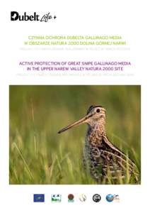 CZYNNA OCHRONA DUBELTA GALLINAGO MEDIA W OBSZARZE NATURA 2000 DOLINA GÓRNEJ NARWI PROJEKT LIFE11 NAT/PLREALIZOWANY W POLSCE W LATACHACTIVE PROTECTION OF GREAT SNIPE GALLINAGO MEDIA IN THE UPPER NAREW 