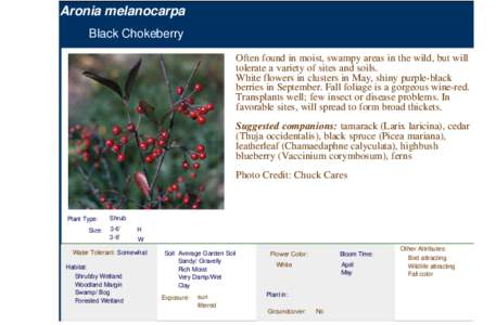 Larix laricina / Wetlands / Northern highbush blueberry / Aronia / Chamaedaphne / Shrub / Picea mariana / Vaccinium / Bog / Flora of the United States / Flora / Berries