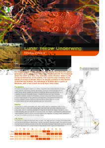 factsheet Lunar Yellow Underwing Noctua orbona Conservation status Priority Species in UK Biodiversity Action Plan. Varied