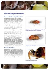 Fact sheet Spotted-winged drosophila Martin Hauser, California Department of Food and Agriculture What is the Spotted-winged drosophila? Spotted-winged drosophila (SWD, Drosophila