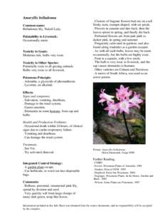 Amaryllis belladonna Common name: Belladonna lily, Naked Lady, Palatability to Livestock: Occasionally eaten.