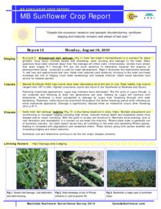 MB SUNFLOWER CROP REPORT  MB Sunflower Crop Report “Despite the excessive moisture and sporadic thunderstorms, sunflower staging and maturity remains well ahead of last year.”
