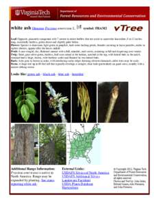 Fraxinus / Acer negundo / Oleaceae / Leaf / Flora of the United States / Ornamental trees / Medicinal plants
